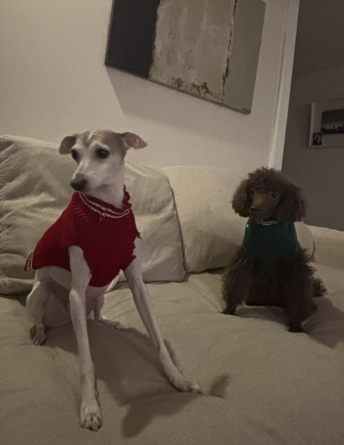 [잡담] 우찬이네 강아지 귀여워 | 인스티즈