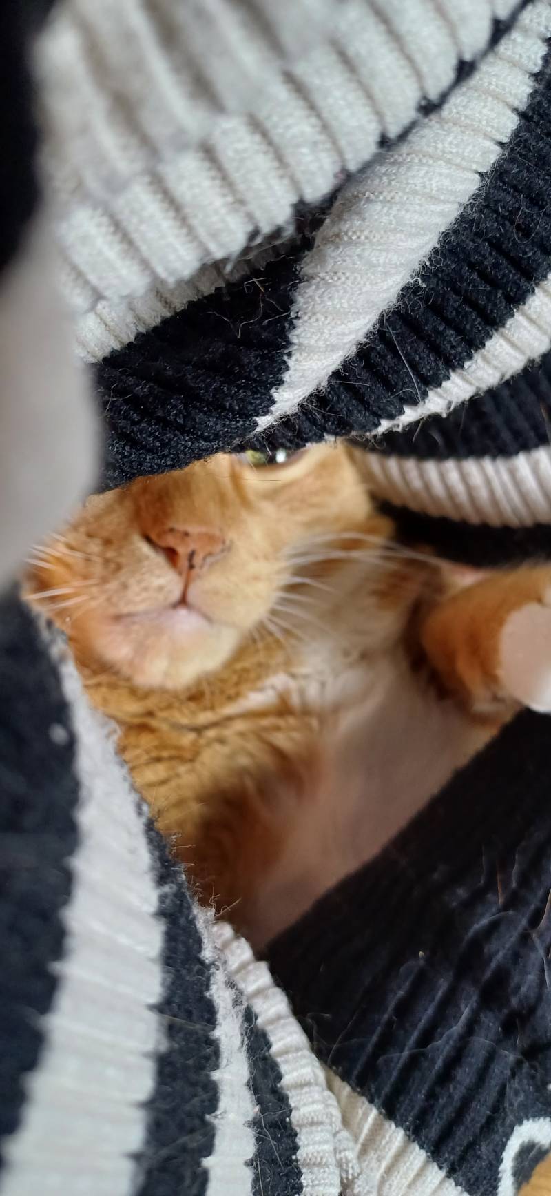 [잡담] 내품속에 고양이 있다 | 인스티즈