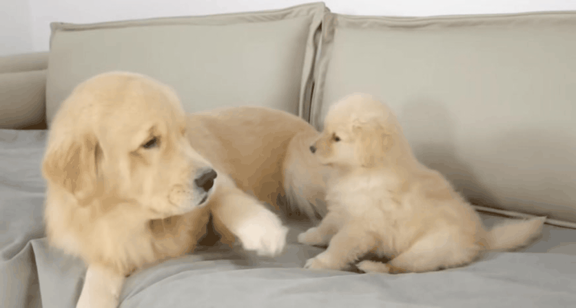 [잡담] 쇼파에서 신나게 노는 리트리버 가족.gif | 인스티즈