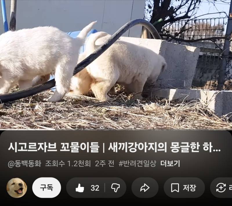 [잡담] 오! 유튜브 강아지 영상 좋아요 누르니까 이렇게 변한다?! | 인스티즈