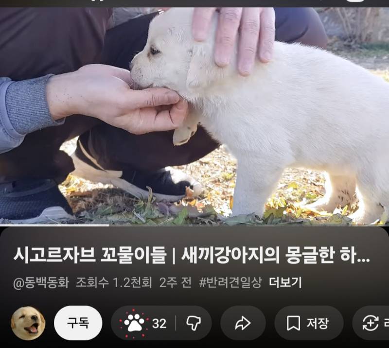 [잡담] 오! 유튜브 강아지 영상 좋아요 누르니까 이렇게 변한다?! | 인스티즈