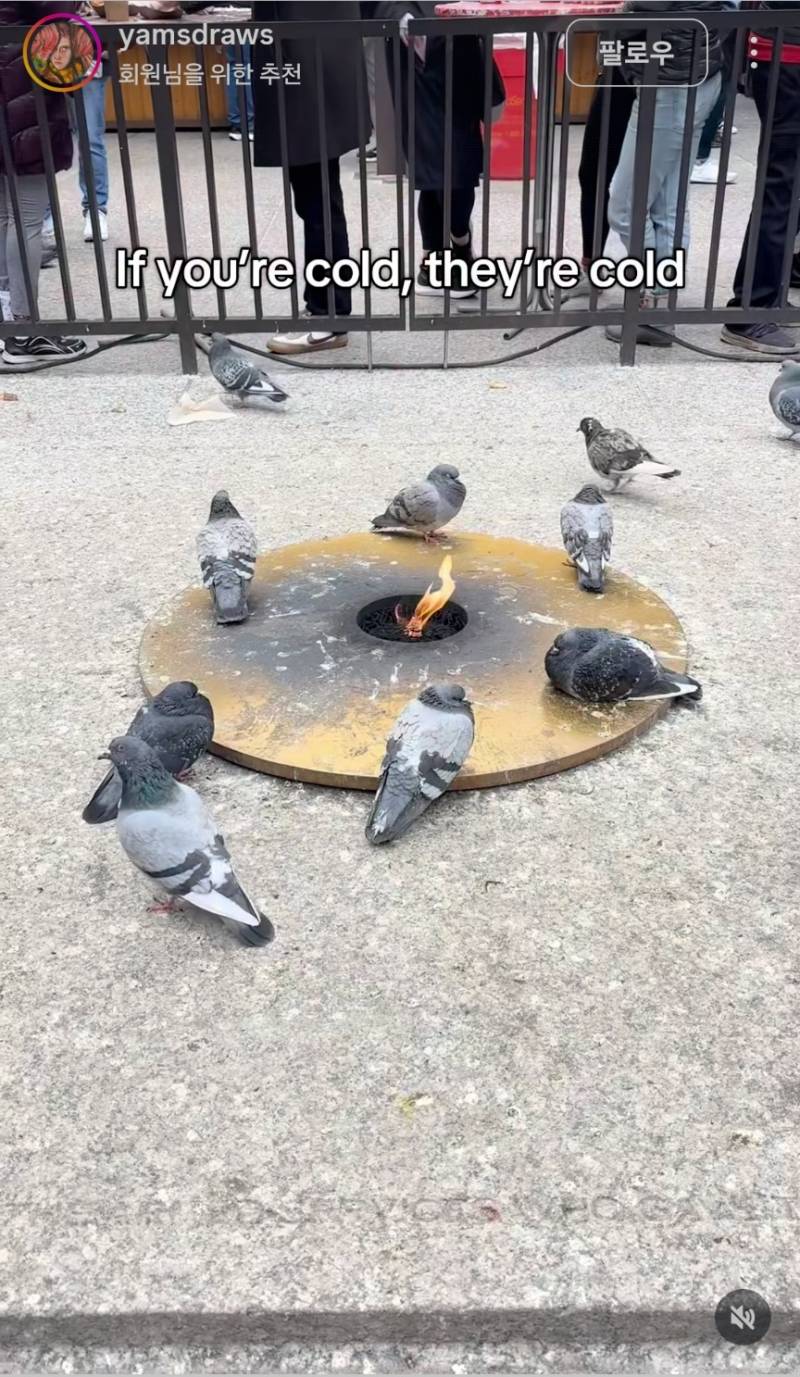 [잡담] 비둘기도 겨울에 춥대 | 인스티즈