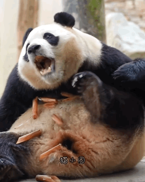 [잡담] 푸바오.. 더이상 대갈장군이 아닌 중국 근황 | 인스티즈