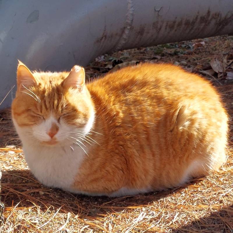 [잡담] 길에서 거대 식빵 발견함 | 인스티즈