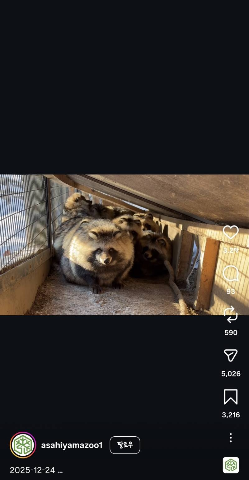 [잡담] 와 너구리 개뚱뚱하다 | 인스티즈