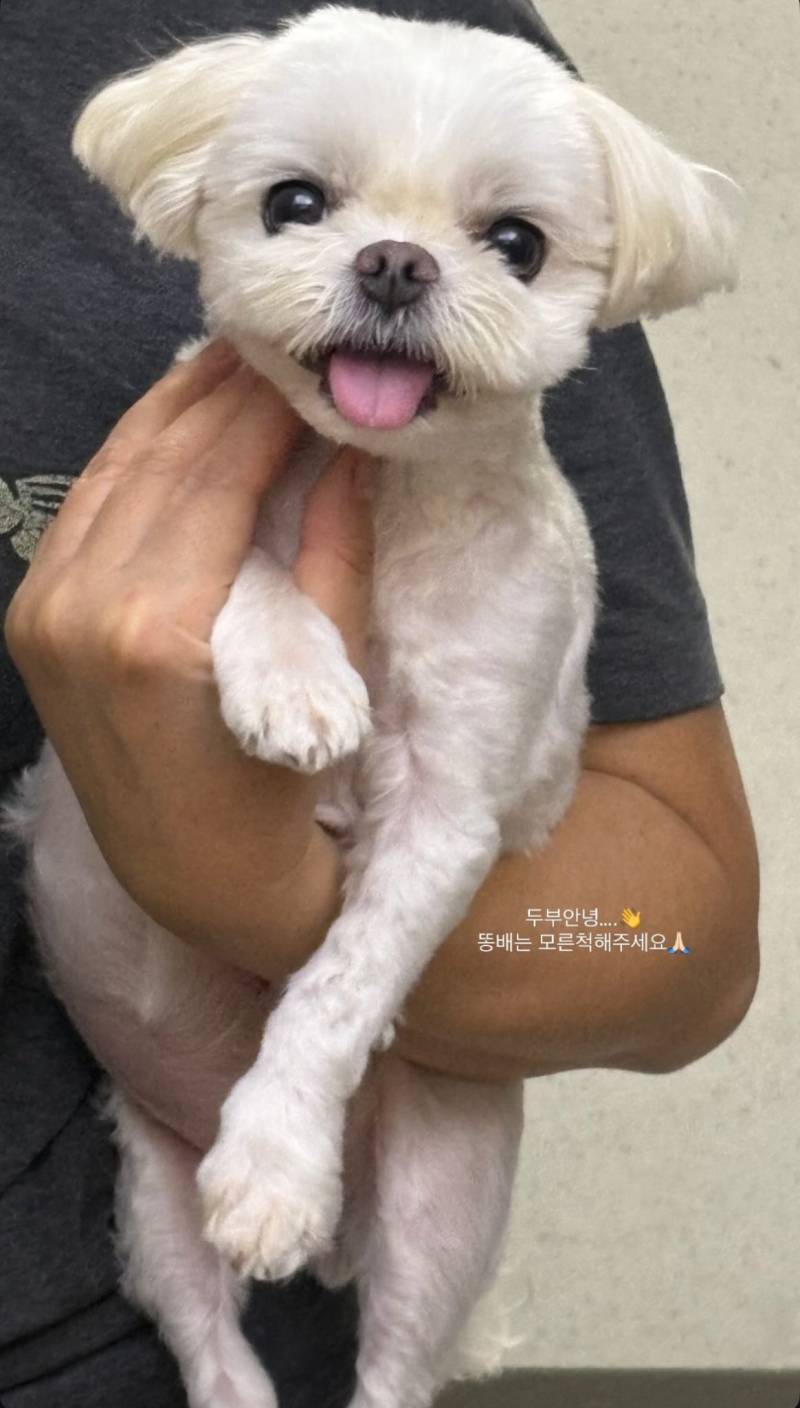 [잡담] 조형우네 강아지 진짜 귀여움 | 인스티즈