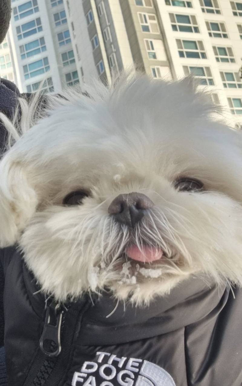 [잡담] 조형우 두부(반려견)사진 업로드함 | 인스티즈