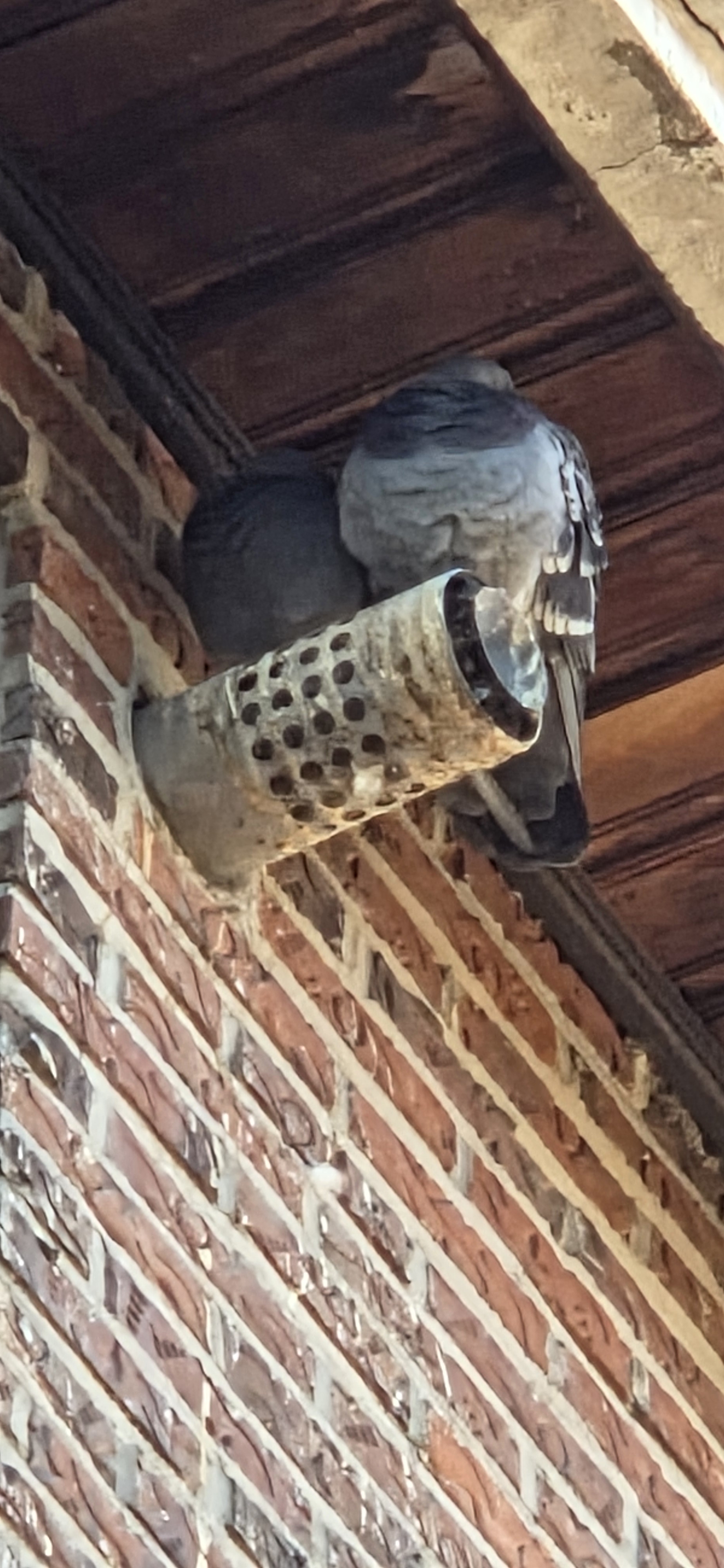 [잡담] 집앞에 비둘기 커플 사진 찍었어 | 인스티즈