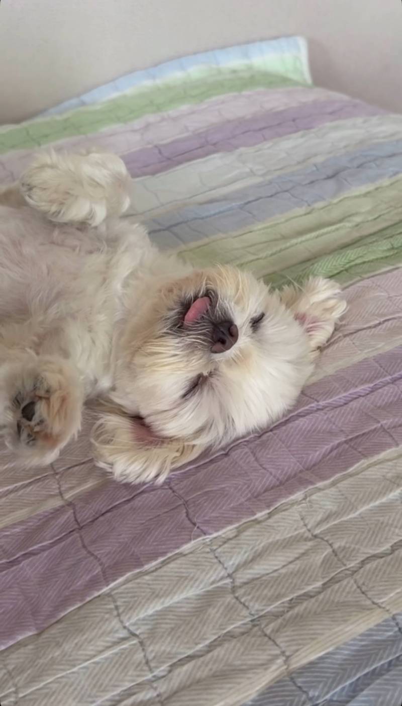 [잡담] 조형우네 강아지 진짜 귀여움 | 인스티즈