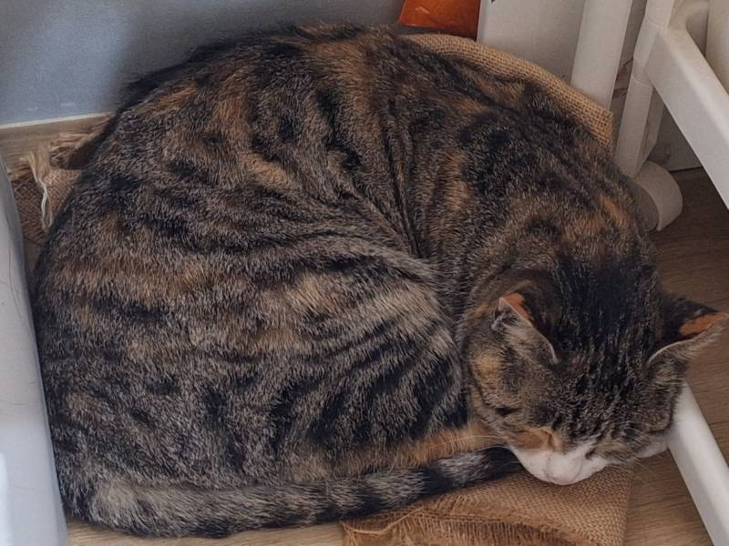 [잡담] 우리집 고양이 날 너무 좋아해서 피곤해 | 인스티즈