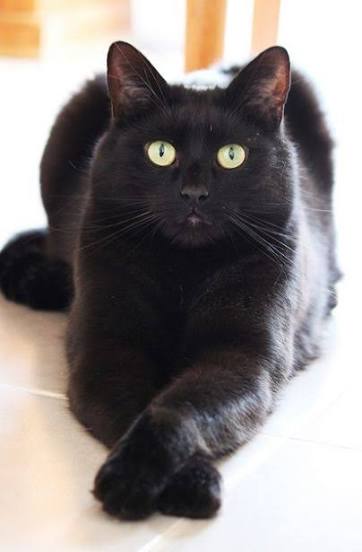 가정용 흑표범 | 인스티즈