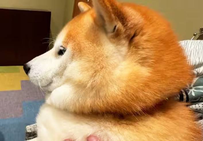 [잡담] 강아지들 쌍꺼풀있어?? | 인스티즈