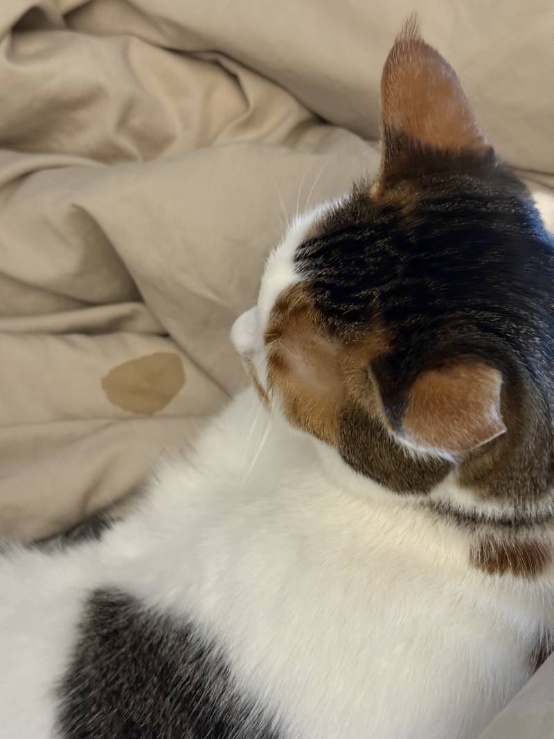 [잡담] 고양이 침흘리고 자는거 너무 귀욥지않니 하.. | 인스티즈