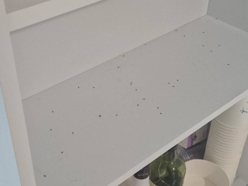 [잡담] 이거무슨벌레야??ㅠㅠ ㅎㅇㅈㅇ | 인스티즈