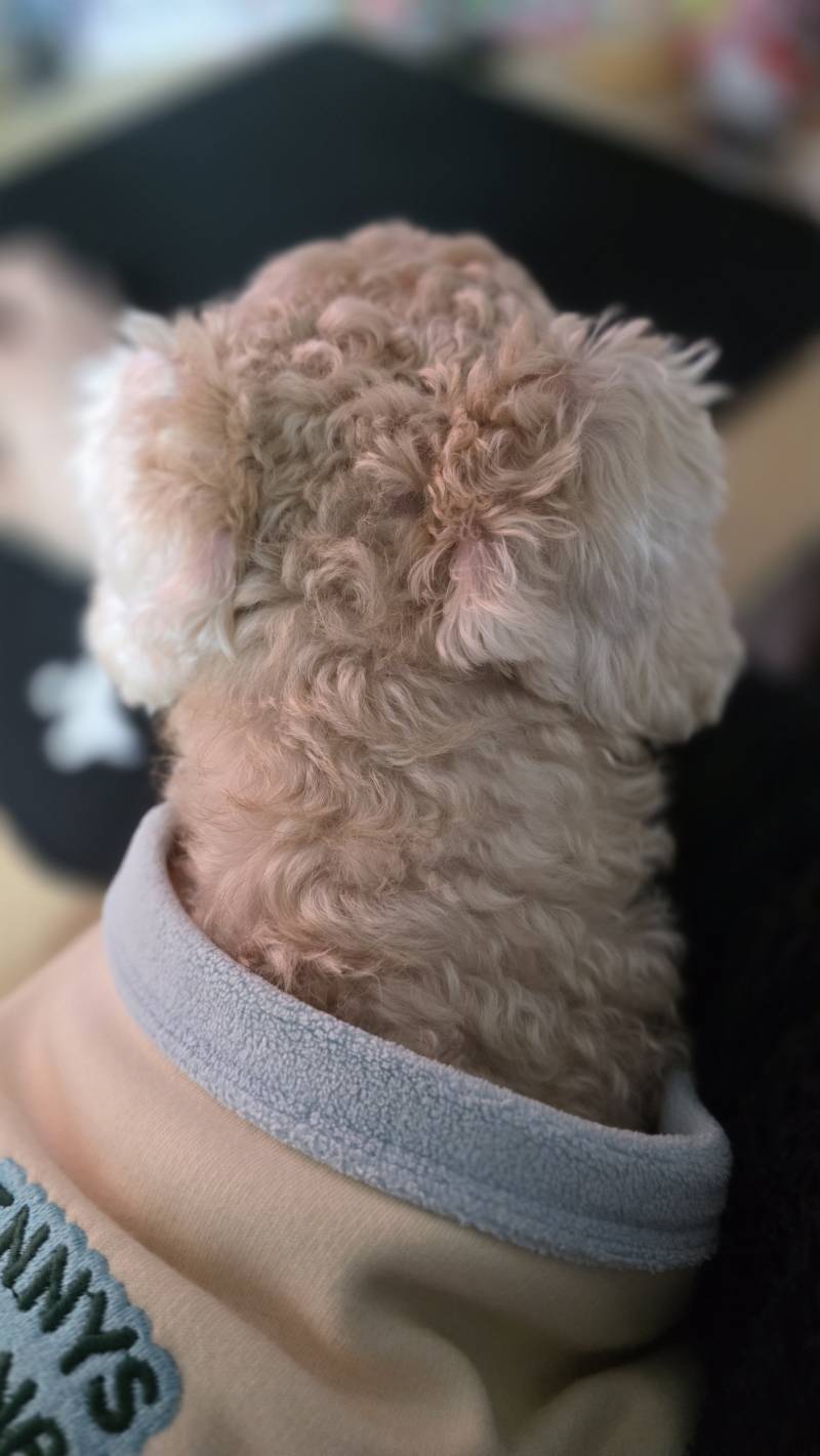 [잡담] 강쥐가 내 팔 박살내는 중... | 인스티즈