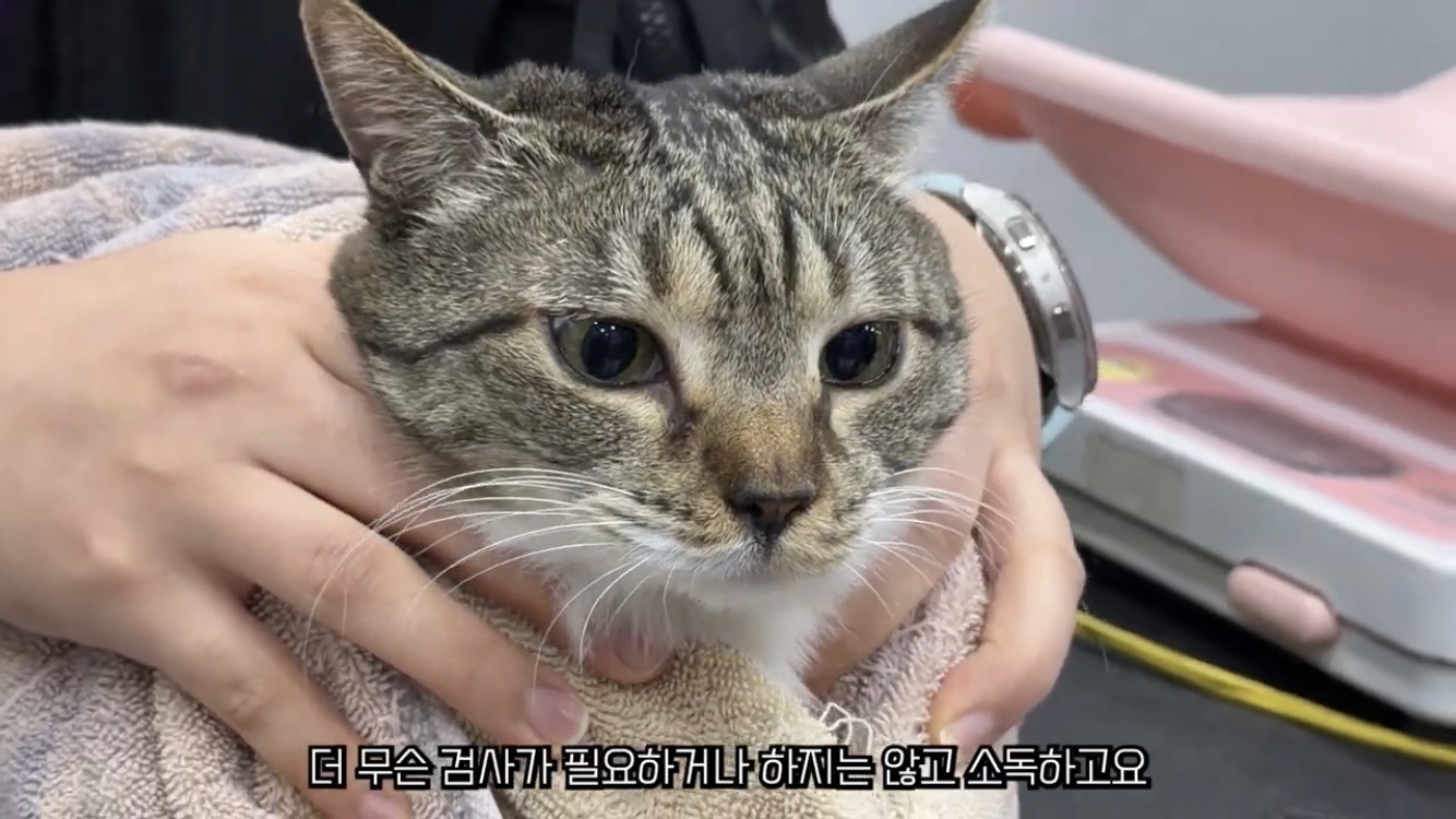 [잡담] 와 근데 언더월드 이번영상 춘봉이 진짜 예쁨... | 인스티즈