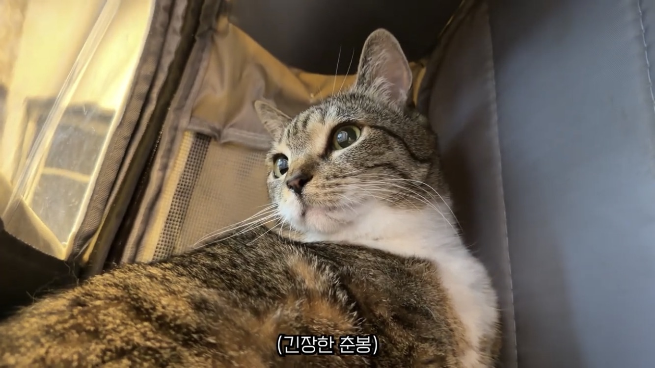 [잡담] 와 근데 언더월드 이번영상 춘봉이 진짜 예쁨... | 인스티즈