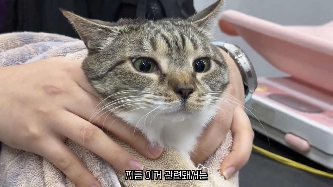 [잡담] 와 근데 언더월드 이번영상 춘봉이 진짜 예쁨... | 인스티즈