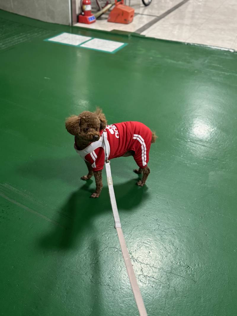 [잡담] 아디다스 아니고 아디도그 | 인스티즈