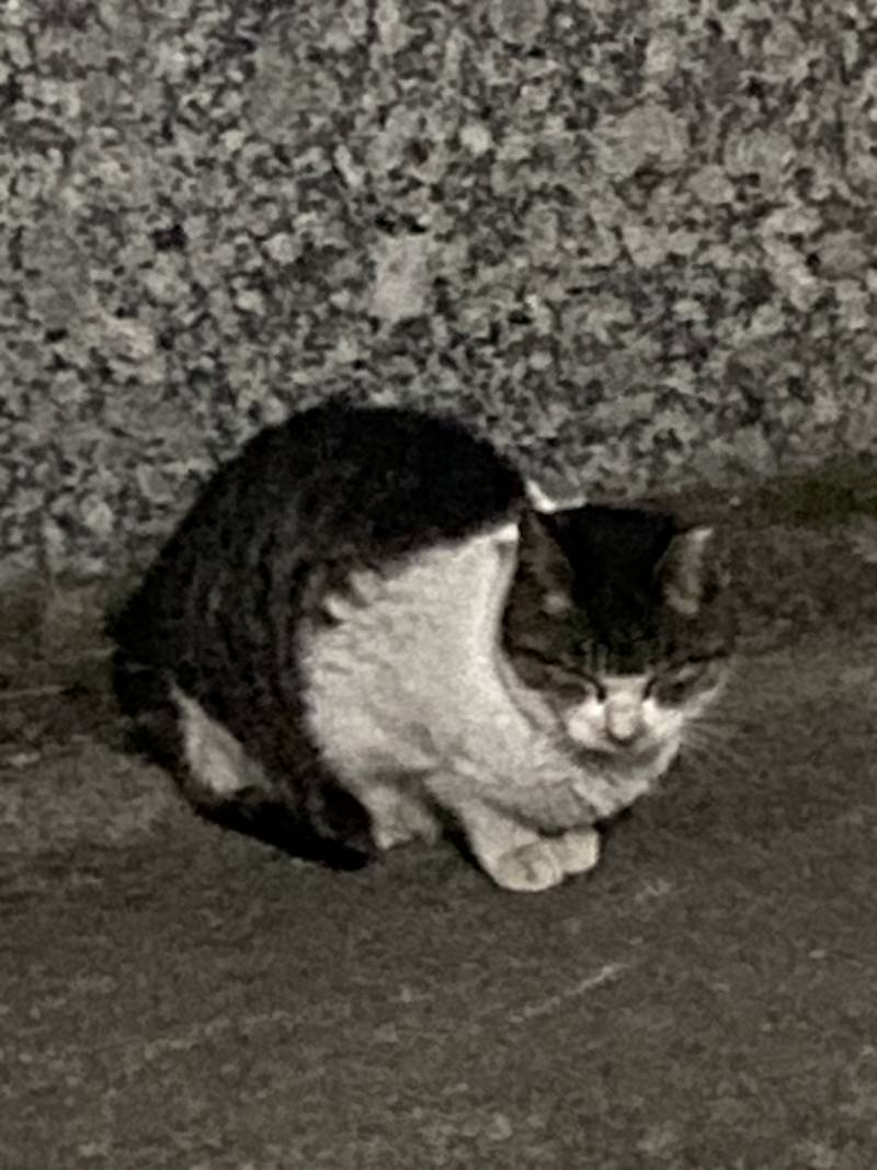 [잡담] 이 고양이 1년동안 집앞에 있네.. | 인스티즈