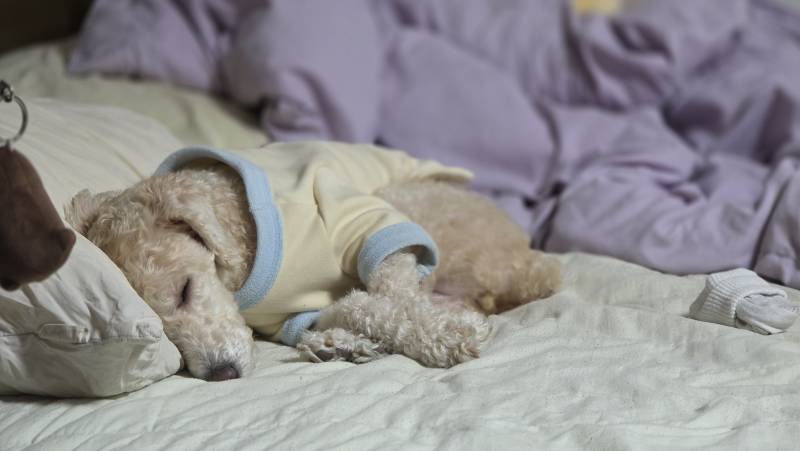 [잡담] 자는 방법도 여러가지인 울 강쥐 | 인스티즈