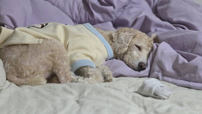 [잡담] 자는 방법도 여러가지인 울 강쥐 | 인스티즈