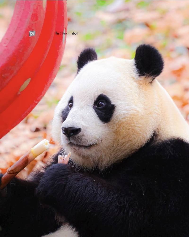 [잡담] 푸바오 얼굴 좋다 | 인스티즈
