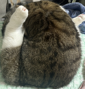 [잡담] 얘 봐 진짜 미치겠어 | 인스티즈