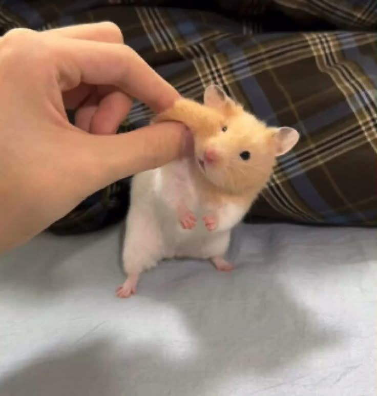 [잡담] 이상원 공식모에화 토끼 밀지만 요즘 햄스터 모에화도 좋음 | 인스티즈