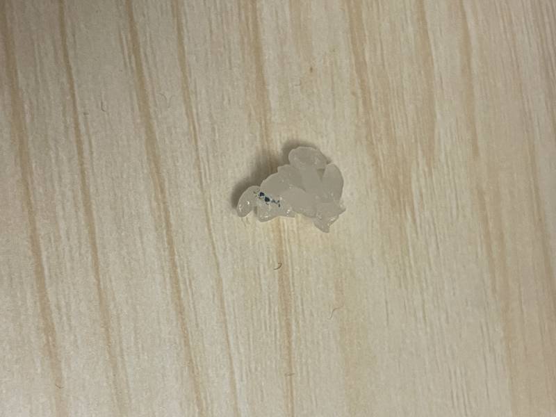 [잡담] 이거 쌀곰팡이일까? | 인스티즈