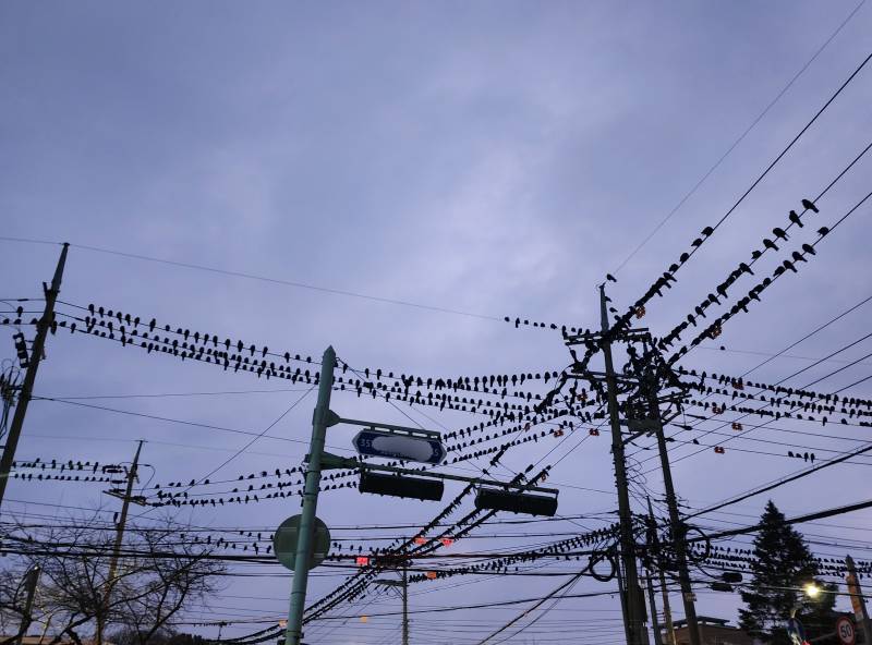 [잡담] 까마귀 너무 무섭다.. | 인스티즈