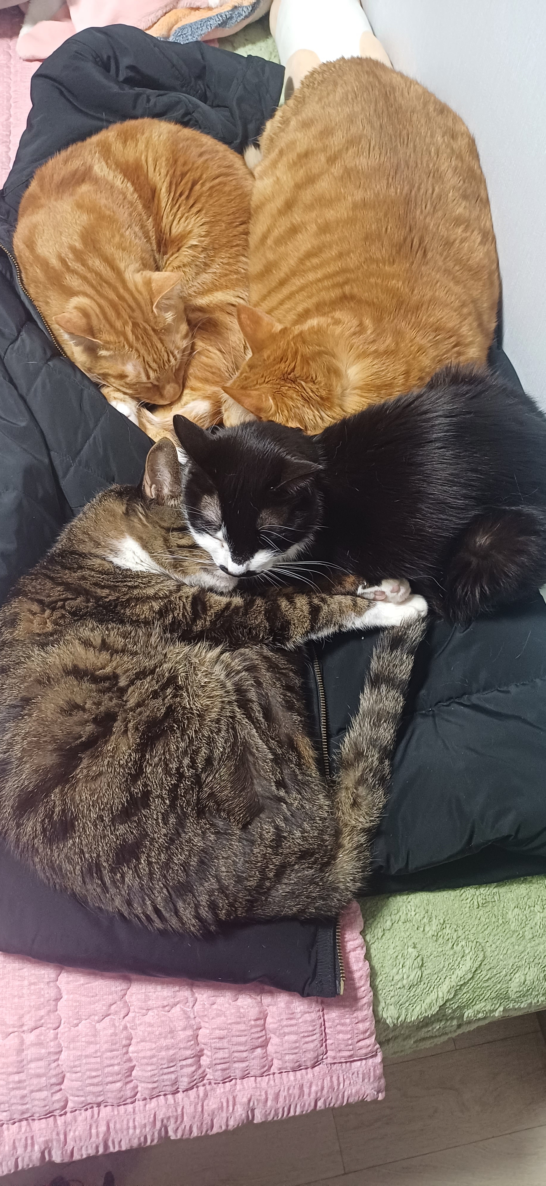 [잡담] 냥구밀도 오짐 | 인스티즈