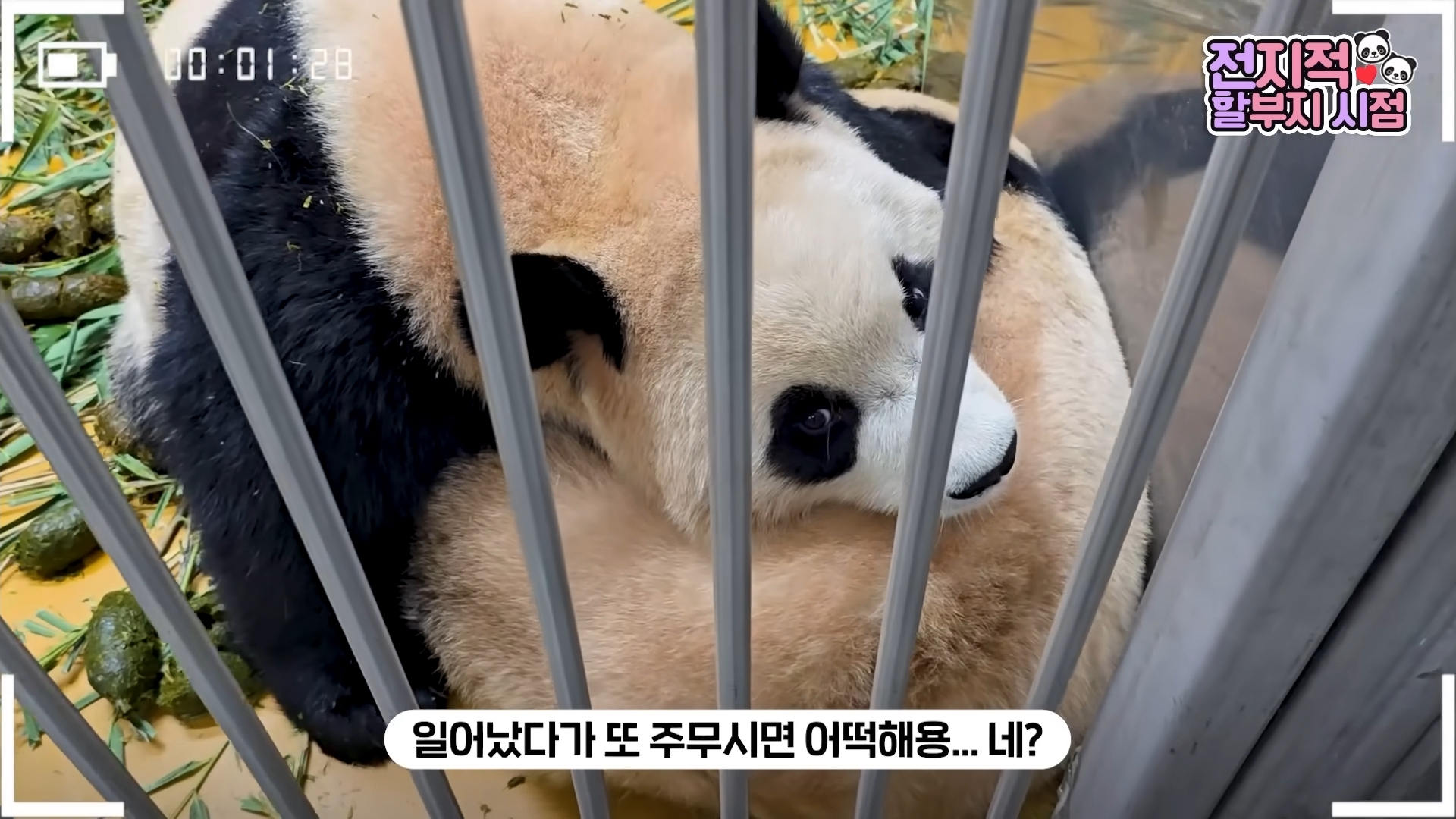 [잡담] 루이후이 사이가 이렇게까지 좋을 줄 몰랐어 | 인스티즈