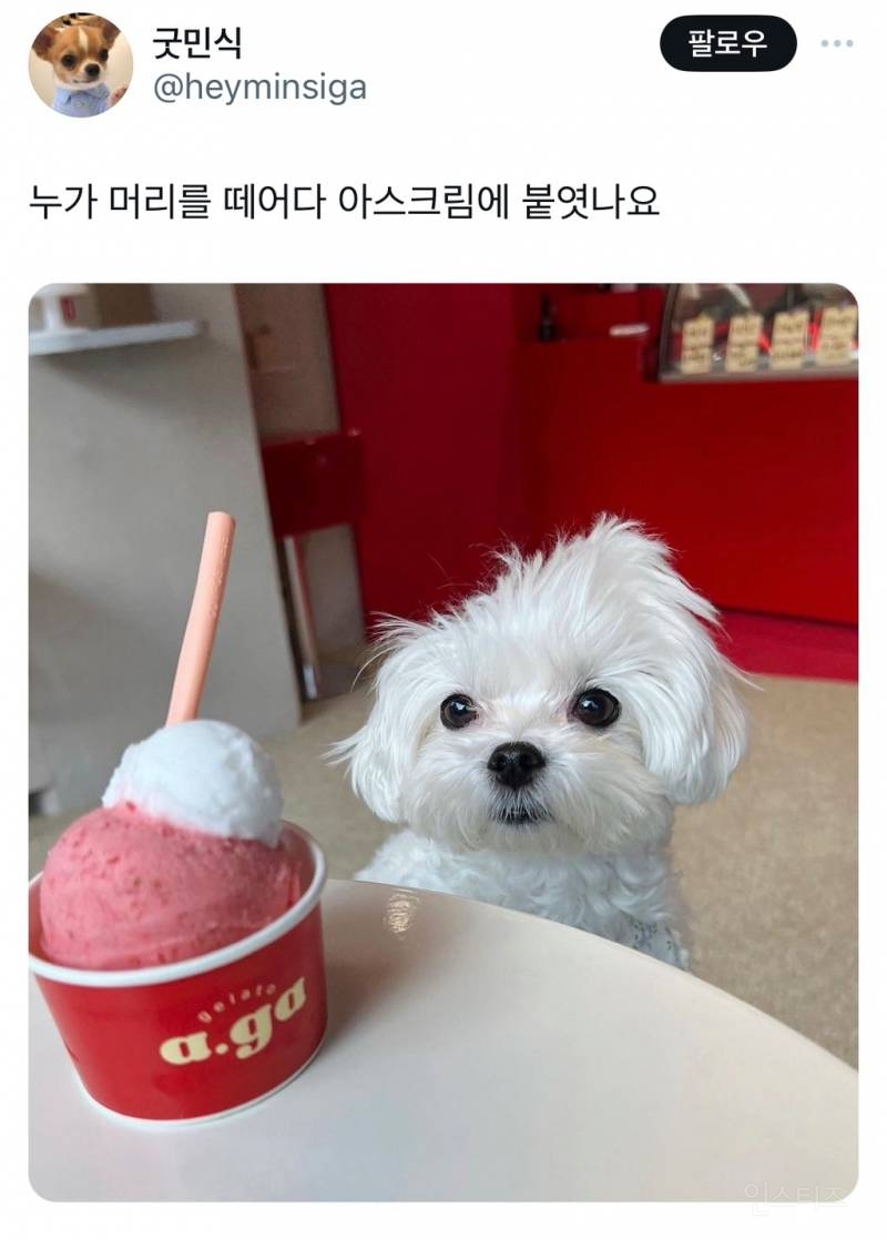 누가 머리를 떼어다 아이스크림에 붙였나요 | 인스티즈
