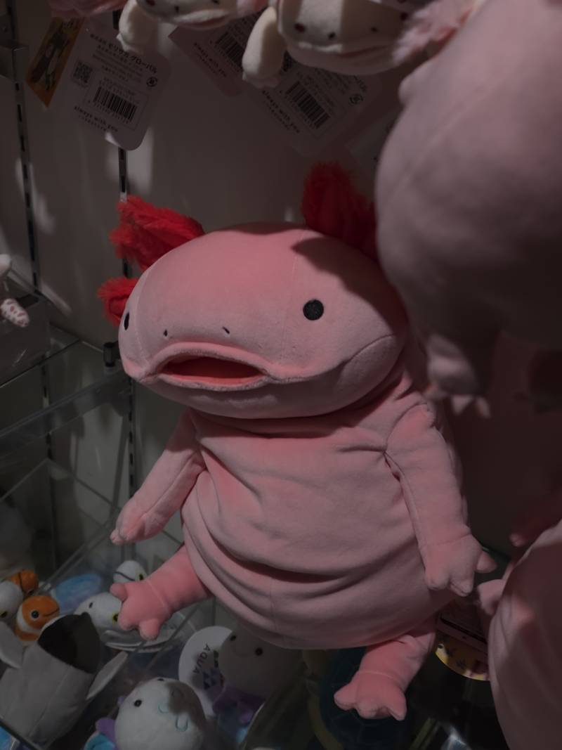 [잡담] 보통 우파루파? 귀엽자 않음? 기념품 가게에? | 인스티즈