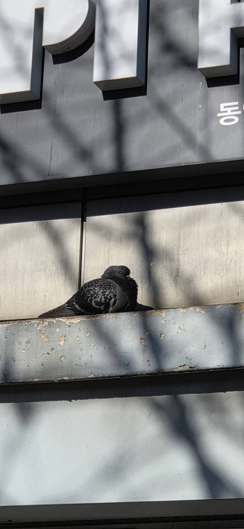 [잡담] 식빵 굽는 비둘기 사진찍었어 | 인스티즈