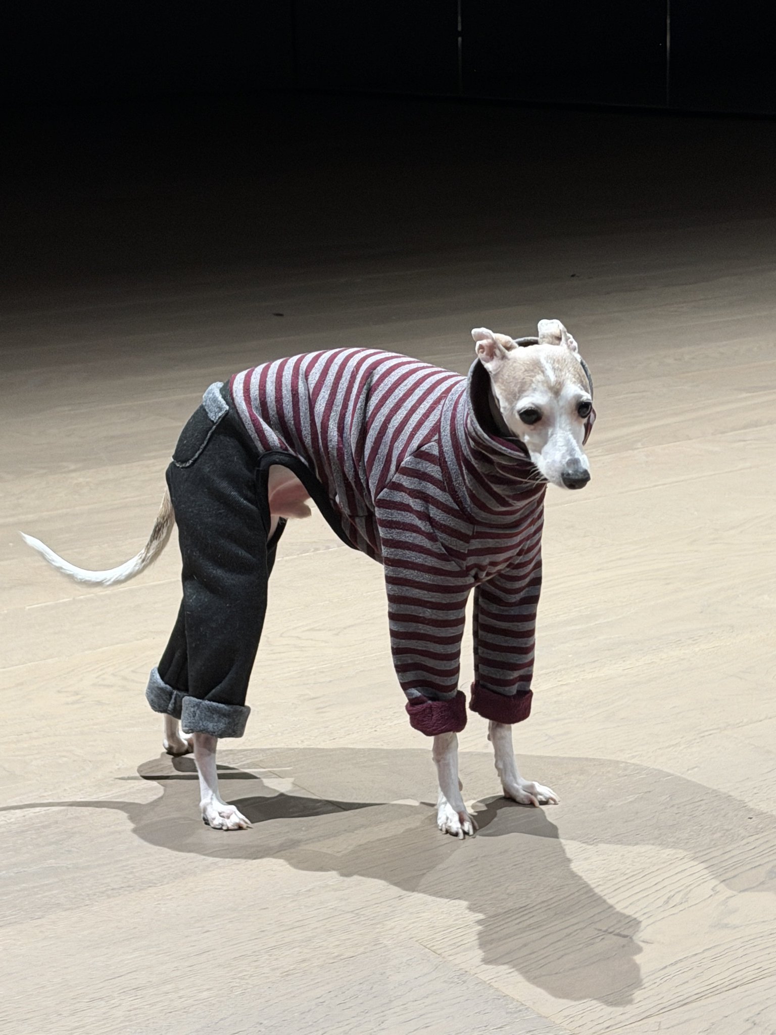 [잡담] 올데프 우찬 애니 웰유앳(강아지ver) | 인스티즈