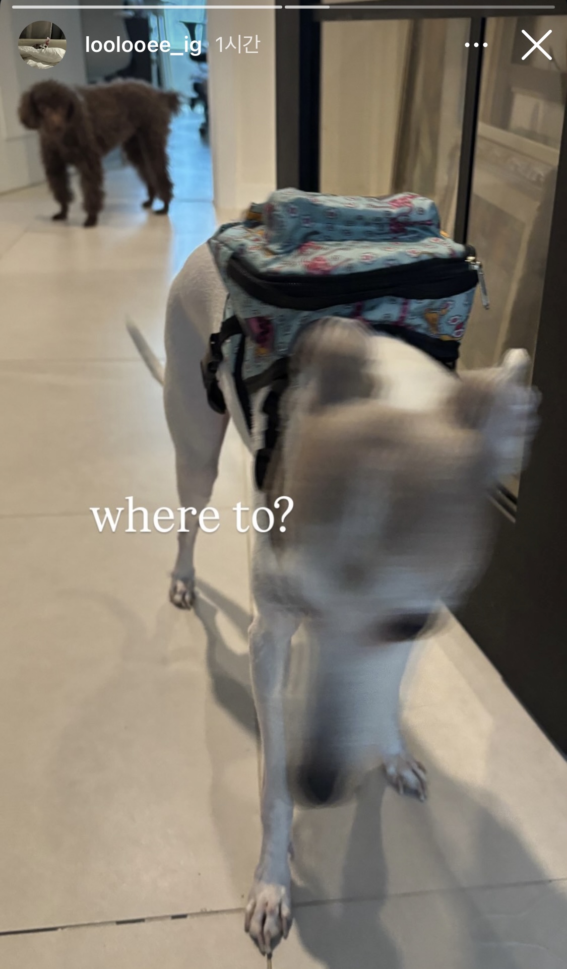 [잡담] 올데프 우찬 애니 웰유앳(강아지ver) | 인스티즈