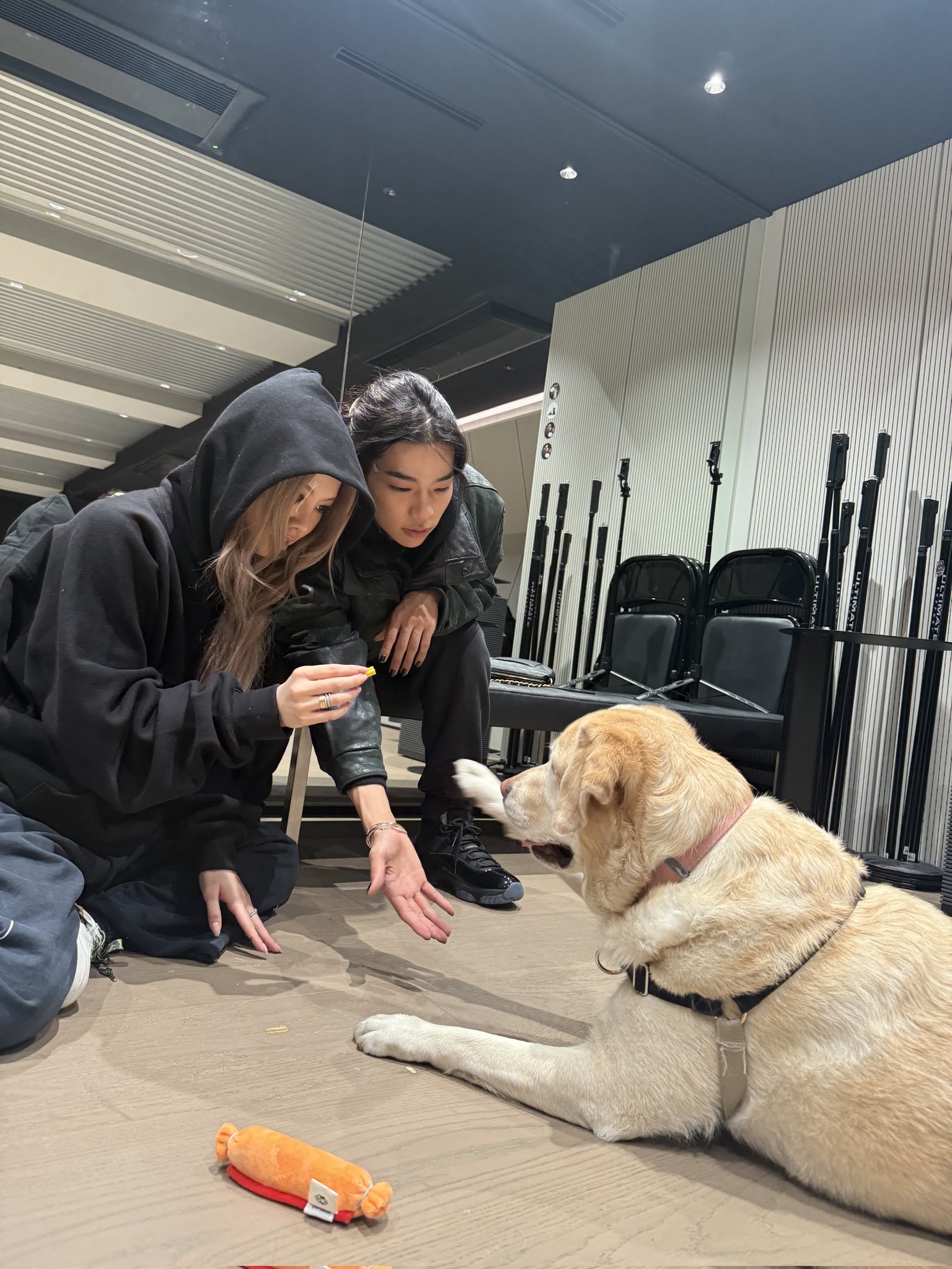 [잡담] 올데프 우찬 애니 웰유앳(강아지ver) | 인스티즈