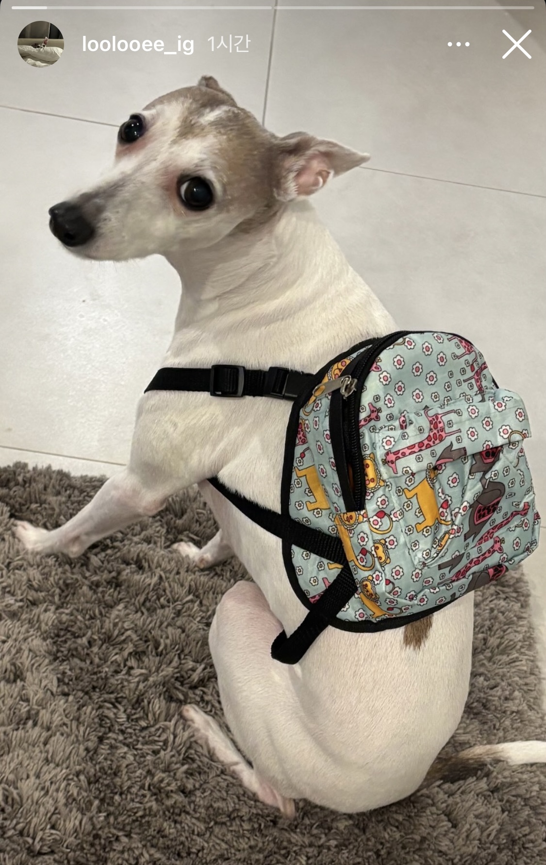 [잡담] 올데프 우찬 애니 웰유앳(강아지ver) | 인스티즈