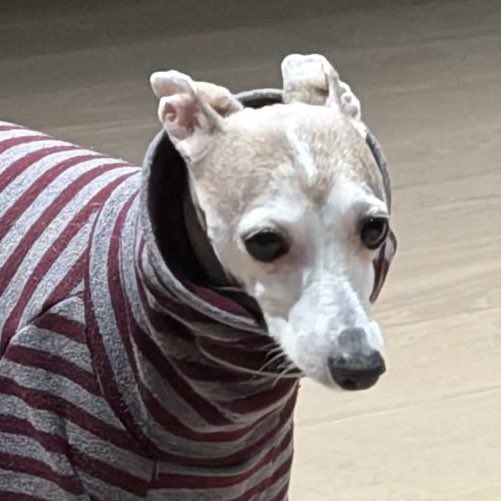 [잡담] 올데프 우찬 애니 웰유앳(강아지ver) | 인스티즈