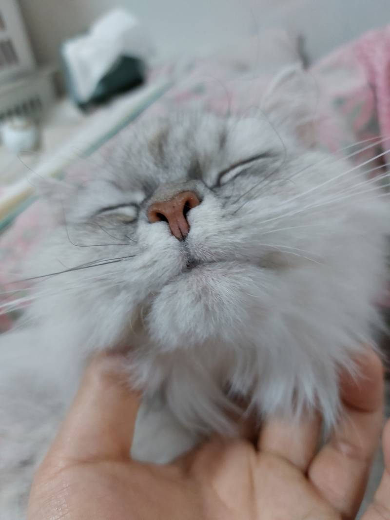 [잡담] 올해 마지막을 고양이 사진으로 마무리해봐 | 인스티즈