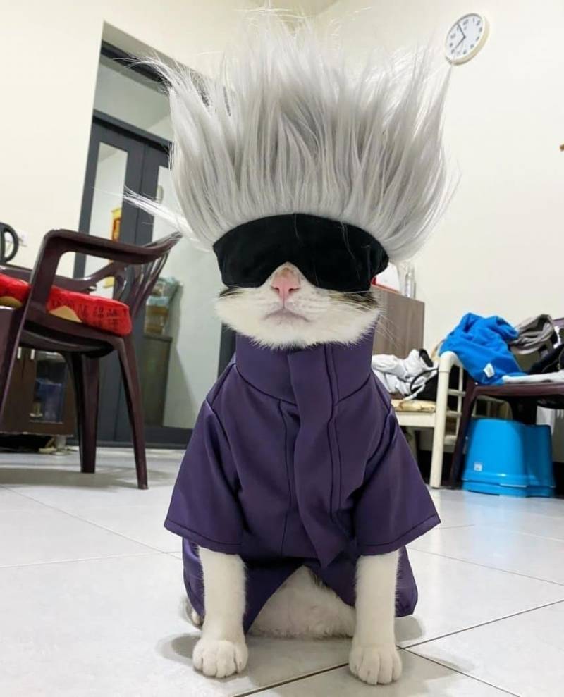 좁은 집이라 고양이 영역이 걱정된다구? | 인스티즈