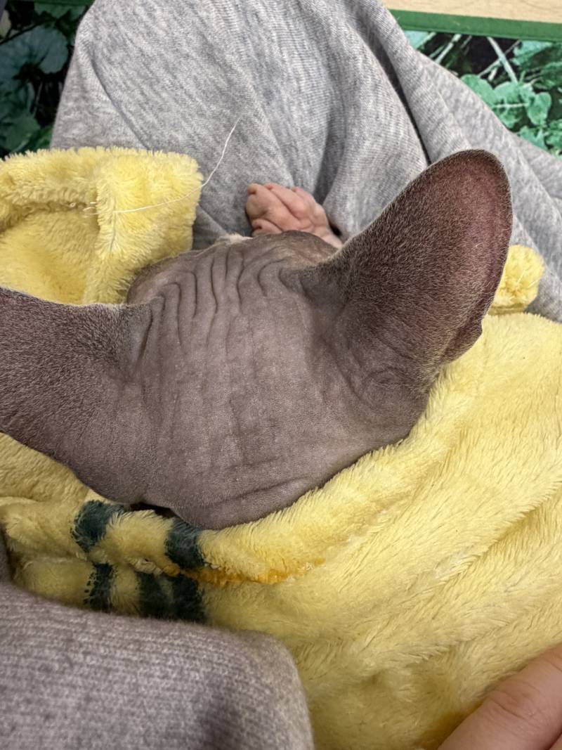 [잡담] 고양이 카페왓는데 | 인스티즈