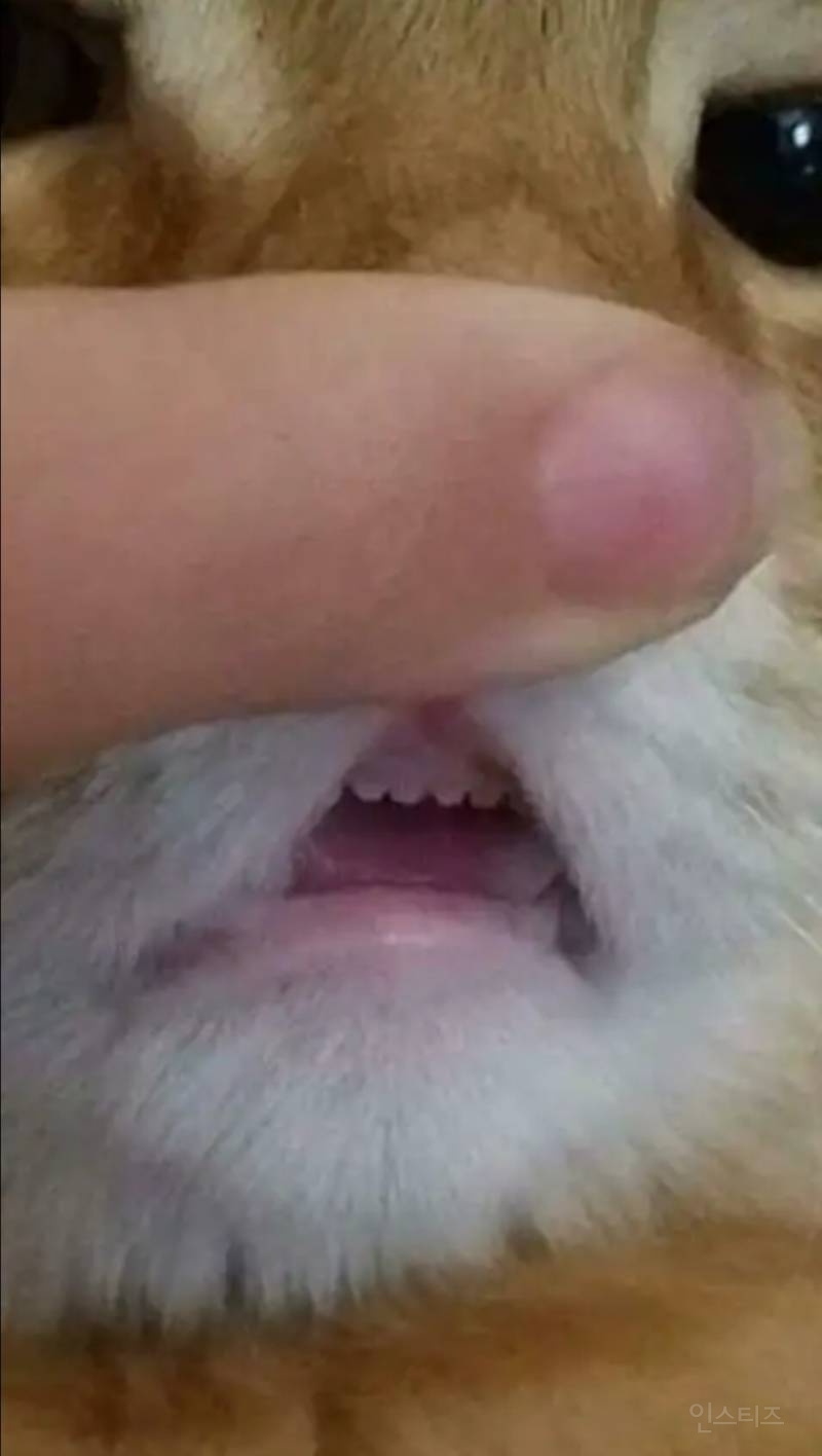 행운을 주는 고양이 앞니 | 인스티즈