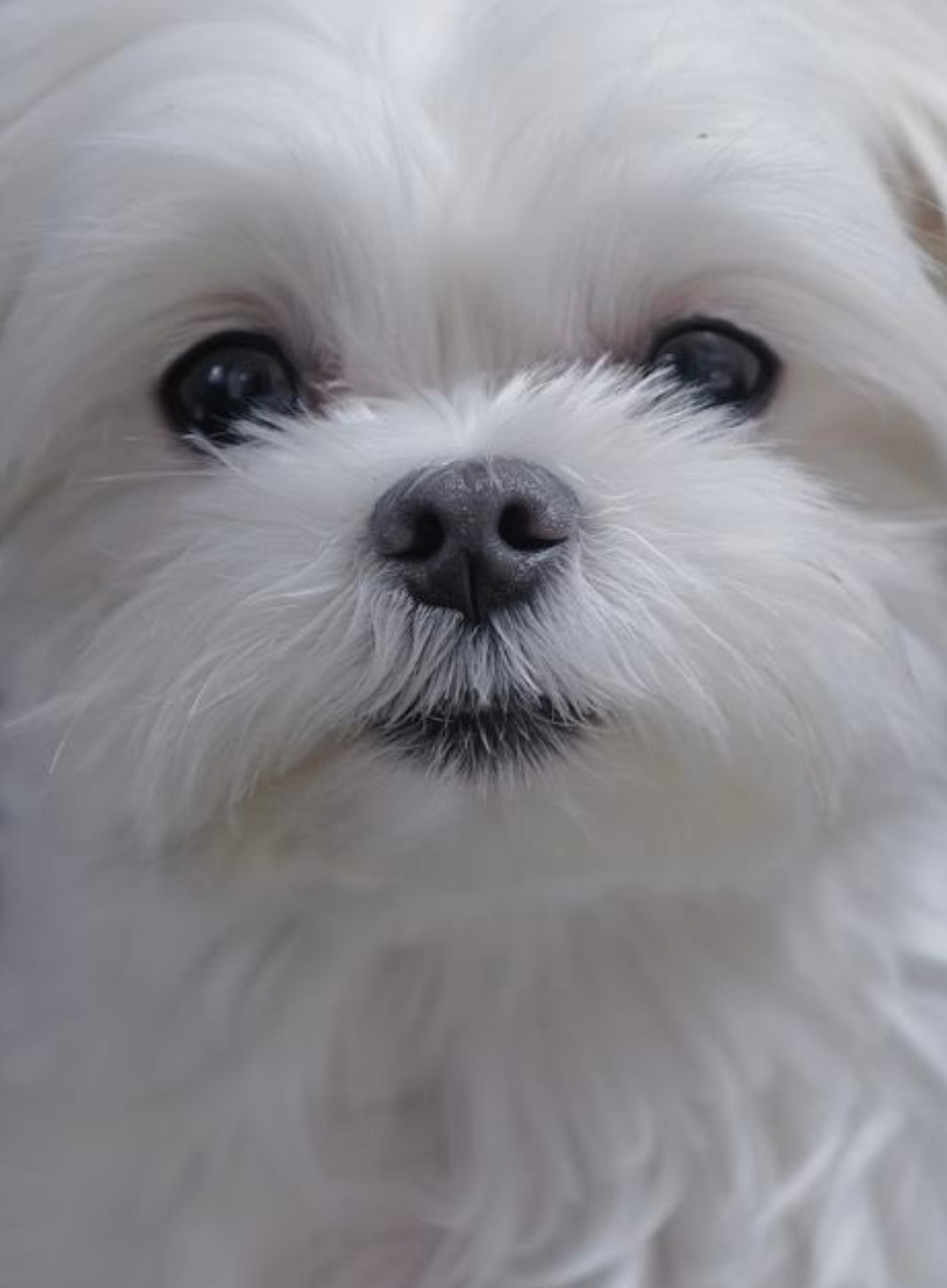 [잡담] 성찬이가 자꾸 겨울이사진을 보내주는데.. | 인스티즈