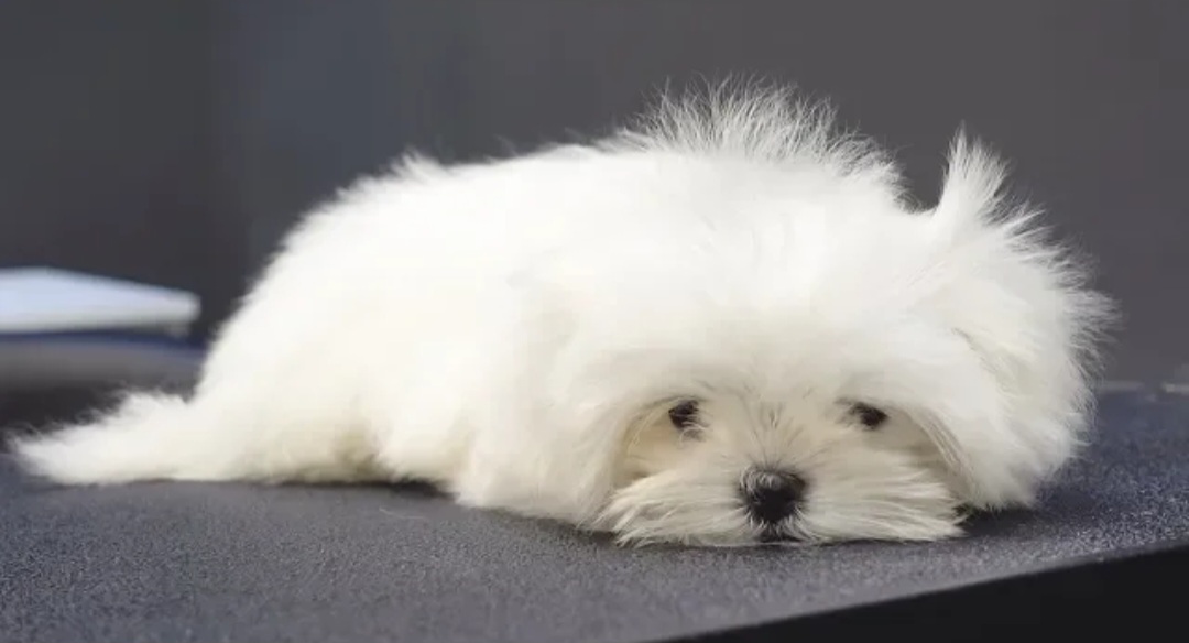 [잡담] 이렇게 하찮은 귀여움이 느껴지는 아이돌 있어? | 인스티즈