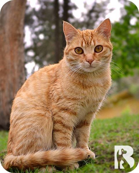 [잡담] 고양이 무늬 인기투표 | 인스티즈