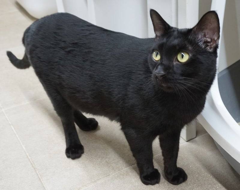 [잡담] 고양이 무늬 인기투표 | 인스티즈