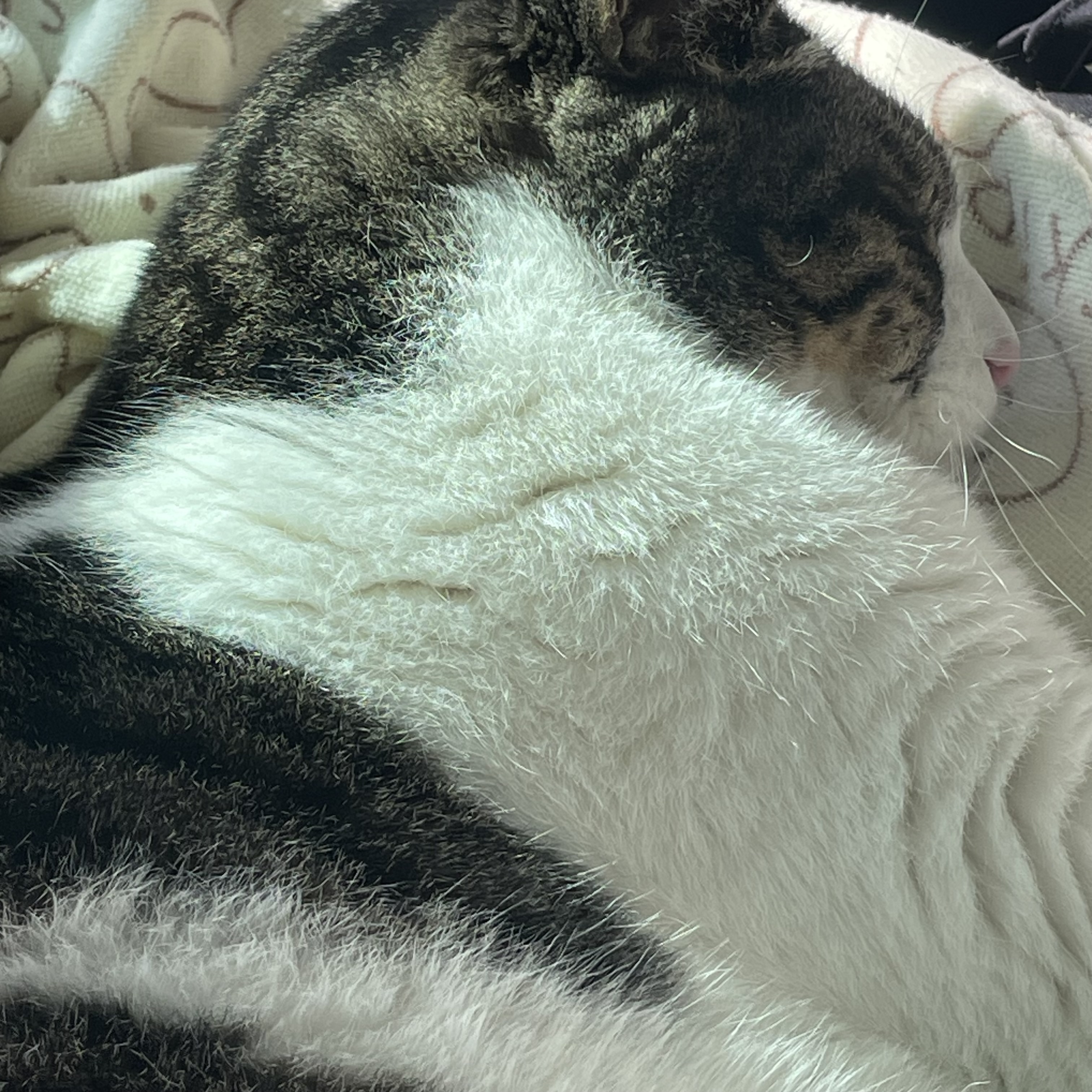 [잡담] 빨래개야 되는데 고양이때문에 못 개는 중 | 인스티즈